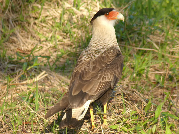 Spotting Image 1