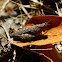 Saltamontes / Grasshopper