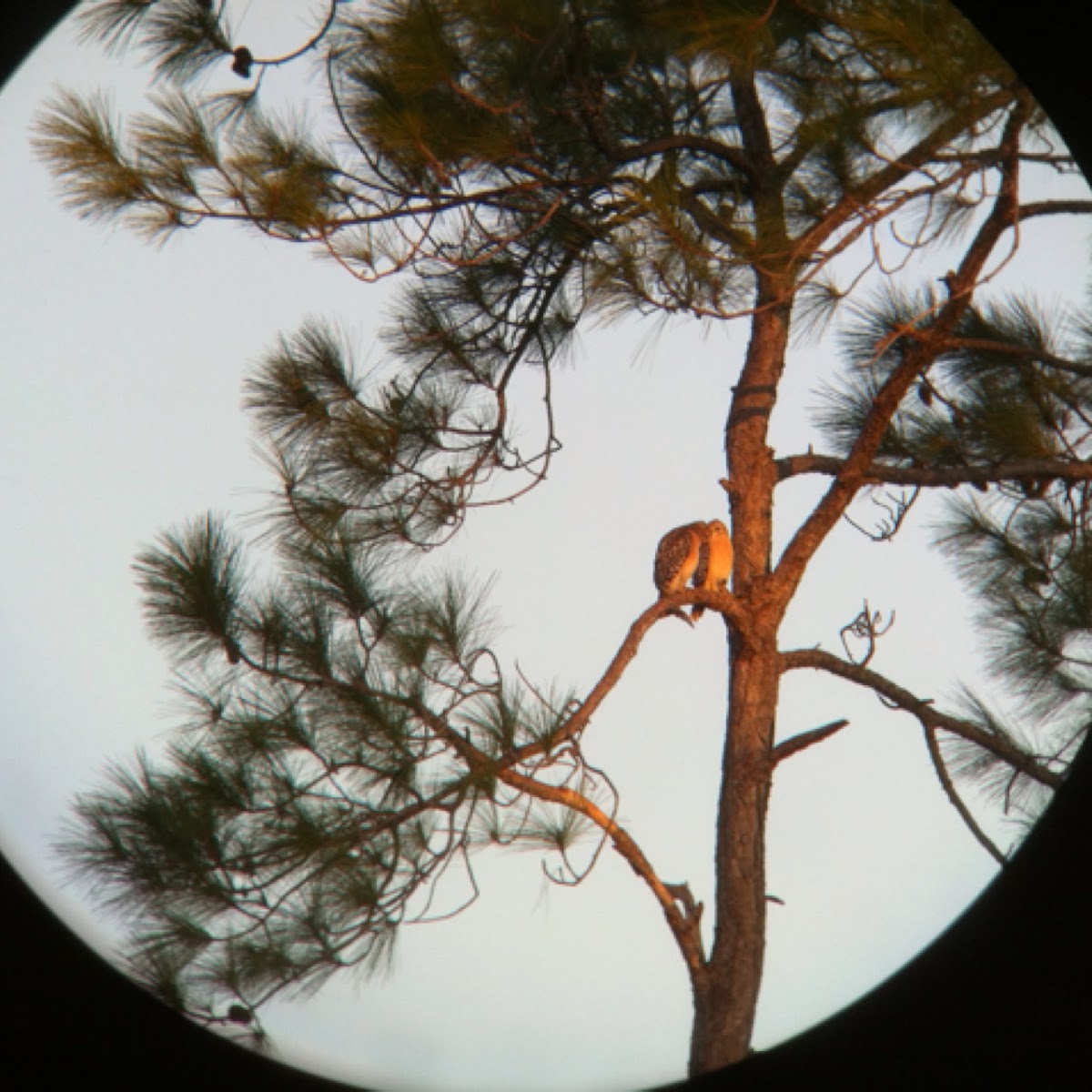 Red-shouldered hawk pair