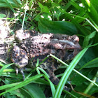 Eastern American toad