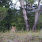 Red Fox