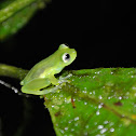 Ghost Glass Frog