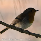 Robin; Petirrojo