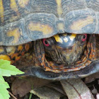 Eastern Box Turtle