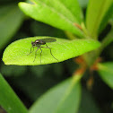 unknown insect