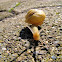 snail