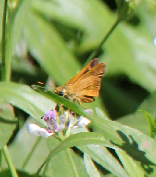 Spotting Image 1