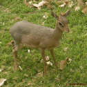 Kirk’s Dik dik