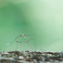 Phantom Crane Fly - Mating