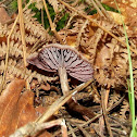 Amethyst Deceiver