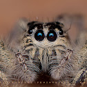 :+: :+: Hyllus (spider) :+: :+: