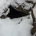 Abandoned den