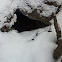 Abandoned den