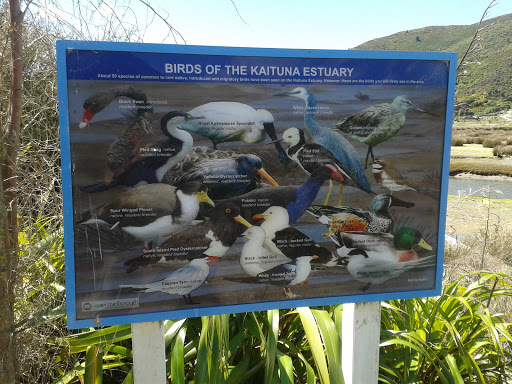 Birds Of The Kaituna Estuary