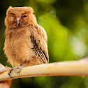 Philippine Scops Owl