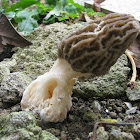 Morel