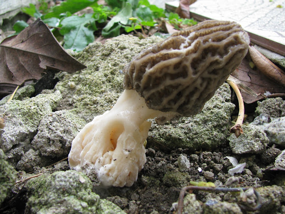 Spotting Image 1