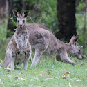 Eastern Grey Kangaroos