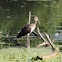 American White Ibis - Juvenile