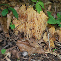 Coral Fungus
