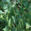 Linden Tree