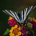 Southern Swallowtail