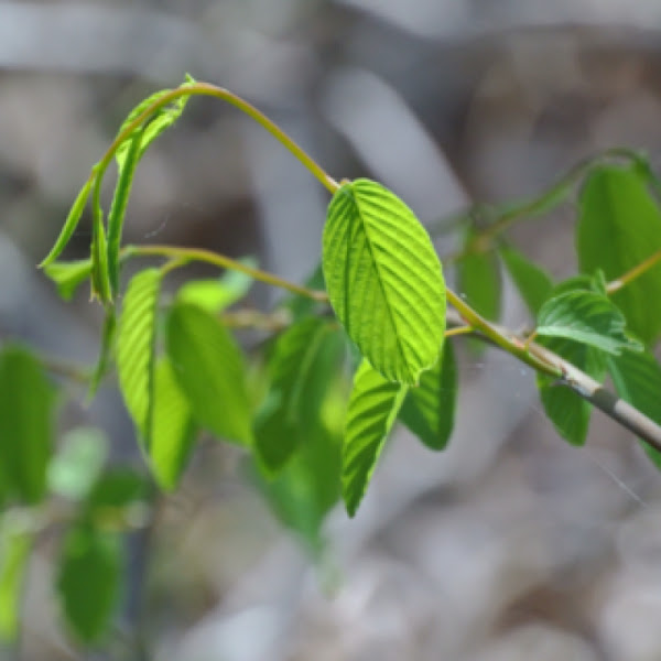 Rattan vine Supplejack Project Noah