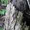 Bark bug