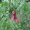 Honey Locust Seedpods