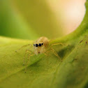 spider