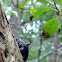 Mangrove Tree Crab