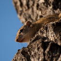 Tree Squirrel
