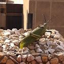 Green Milkweed Locust or African Bush Grasshopper