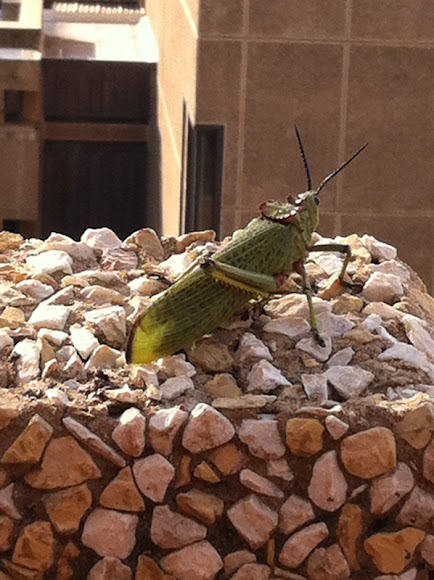 Spotting Image 1