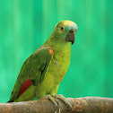Blue Fronted Amazon Parrot