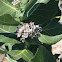 Milkweed