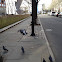 Rock Dove (Rock Pigeon)