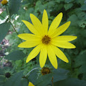 Woodland Sunflower