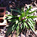 Whole wild flower