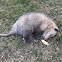 opossum