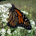 Monarch butterfly