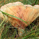 Lactarius sanguifluus