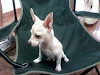 Vendo Hermoso Cachorro Chihuahua
