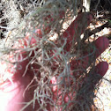 Spanish Moss