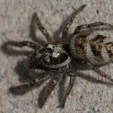 Spider