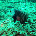 Rockmover Wrasse
