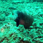 Rockmover Wrasse
