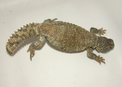 uromastyx for sale craigslist