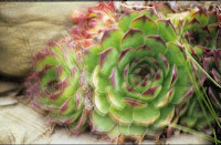 Create_Artistic_Eerie_Photos_Overlay_Opacity_Method.jpg