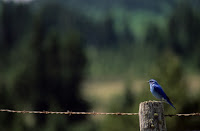 Photography_Rule_Thirds.jpg